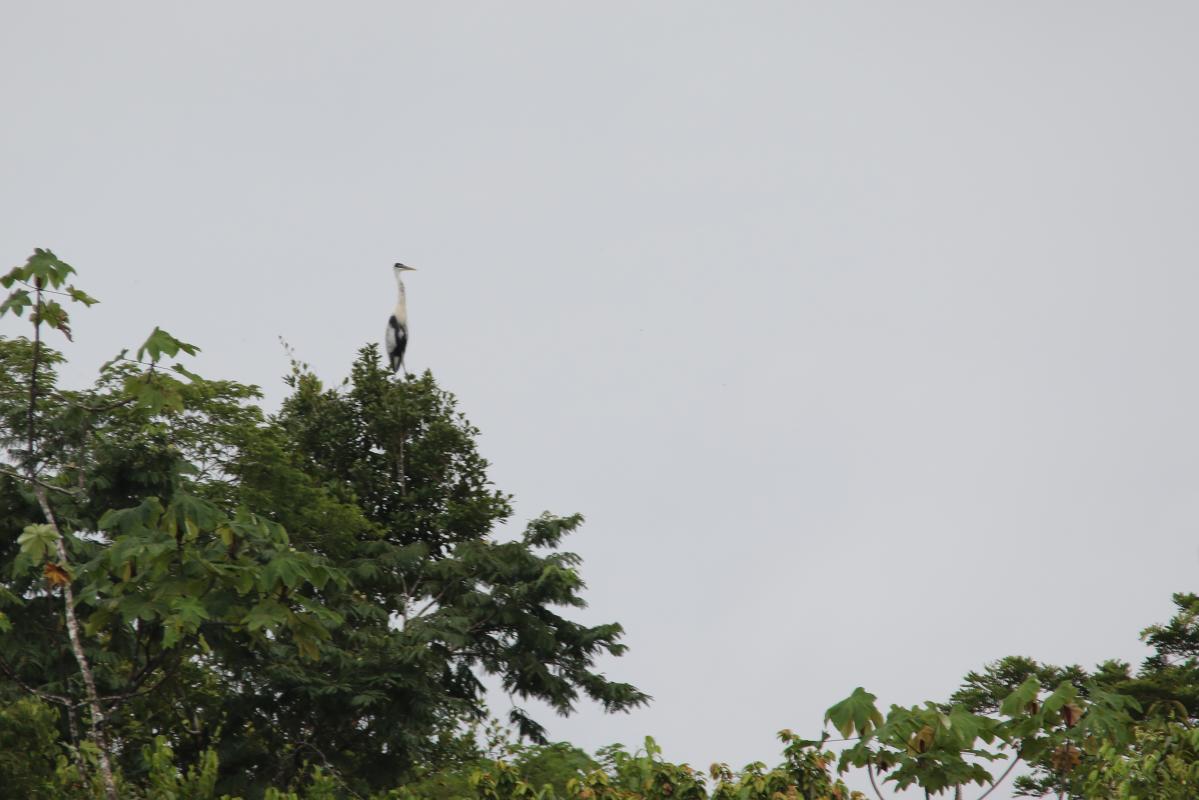 Cocoi heron (Ardea cocoi)