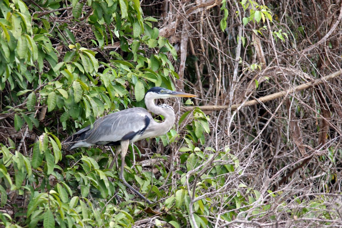 Cocoi heron (Ardea cocoi)