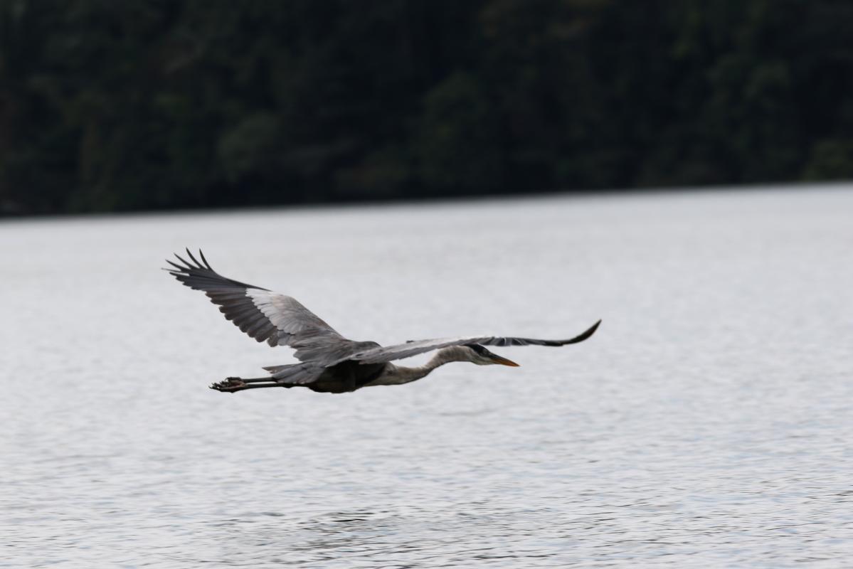 Cocoi heron (Ardea cocoi)