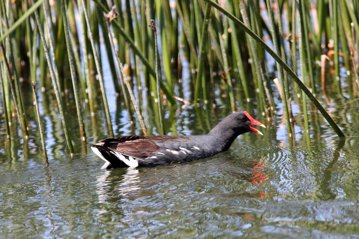 Common moorhen (Gallinula chloropus)