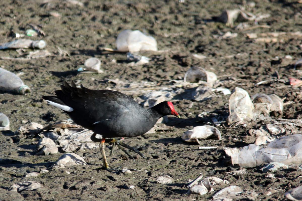 Common moorhen (Gallinula chloropus)