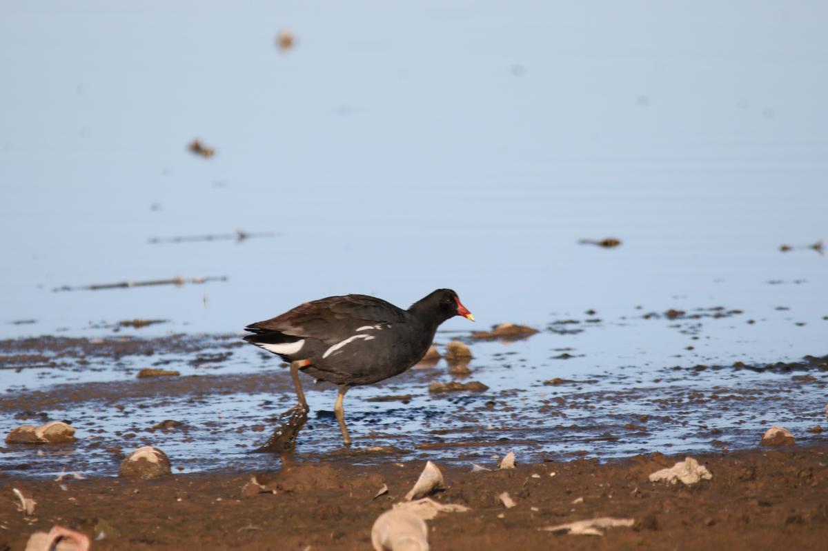 Common moorhen (Gallinula chloropus)