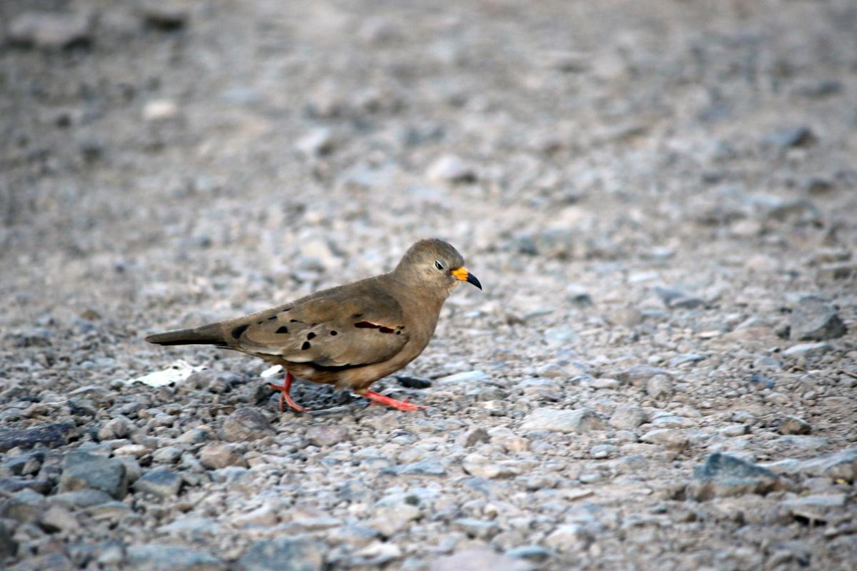 Croaking ground dove (Columbina cruziana)