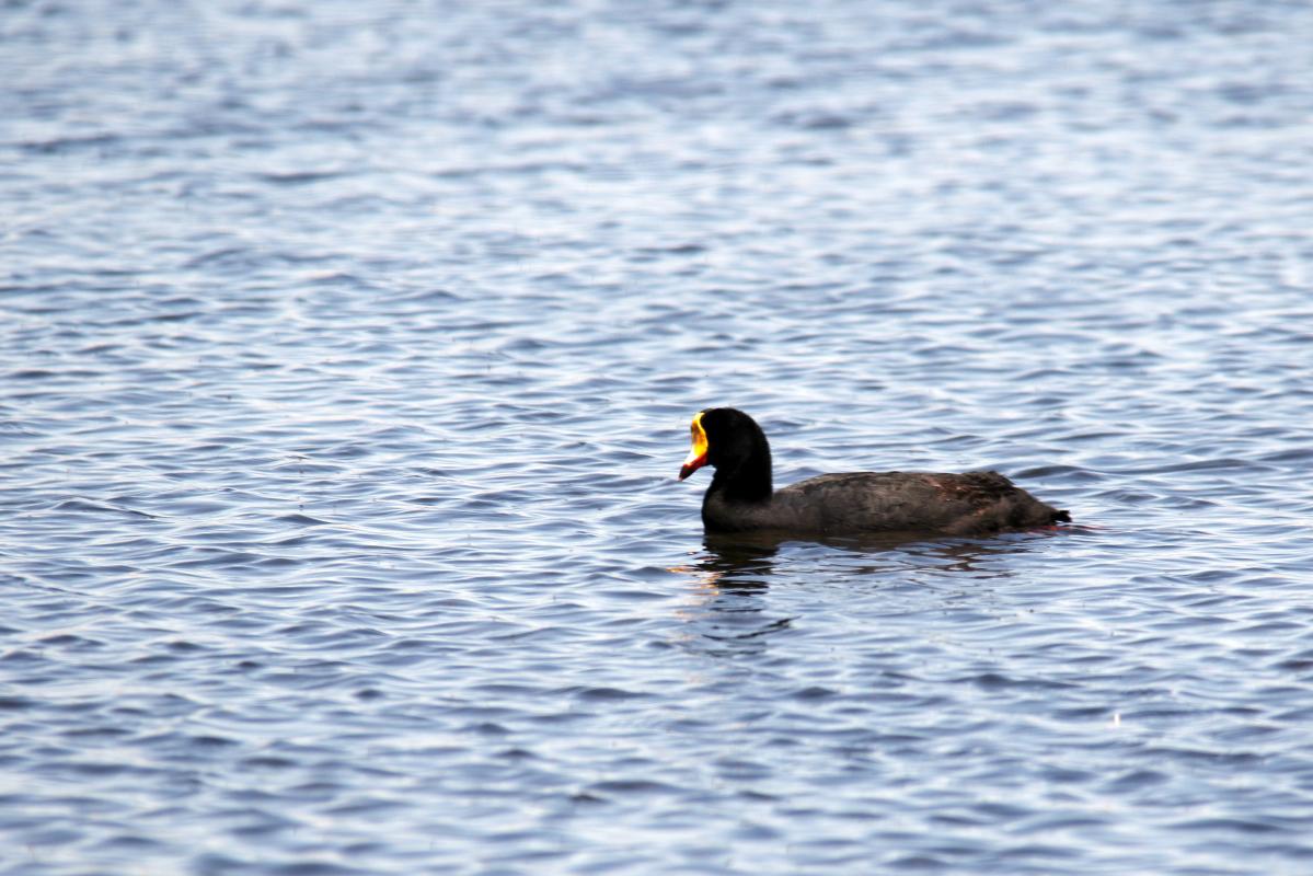Giant coot (Fulica gigantea)