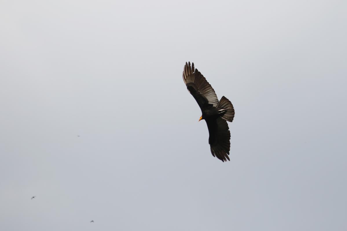 Greater yellow-headed vulture (Cathartes melambrotus), Interoceanica Sur, Peru, 2015-09-10 Greater yellow-headed vulture (Cathartes melambrotus)