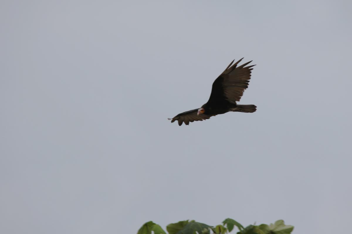 Greater yellow-headed vulture (Cathartes melambrotus), Vía sin nombre, Iquitos, Loreto, Peru, 2015-08-31 Greater yellow-headed vulture (Cathartes melambrotus)
