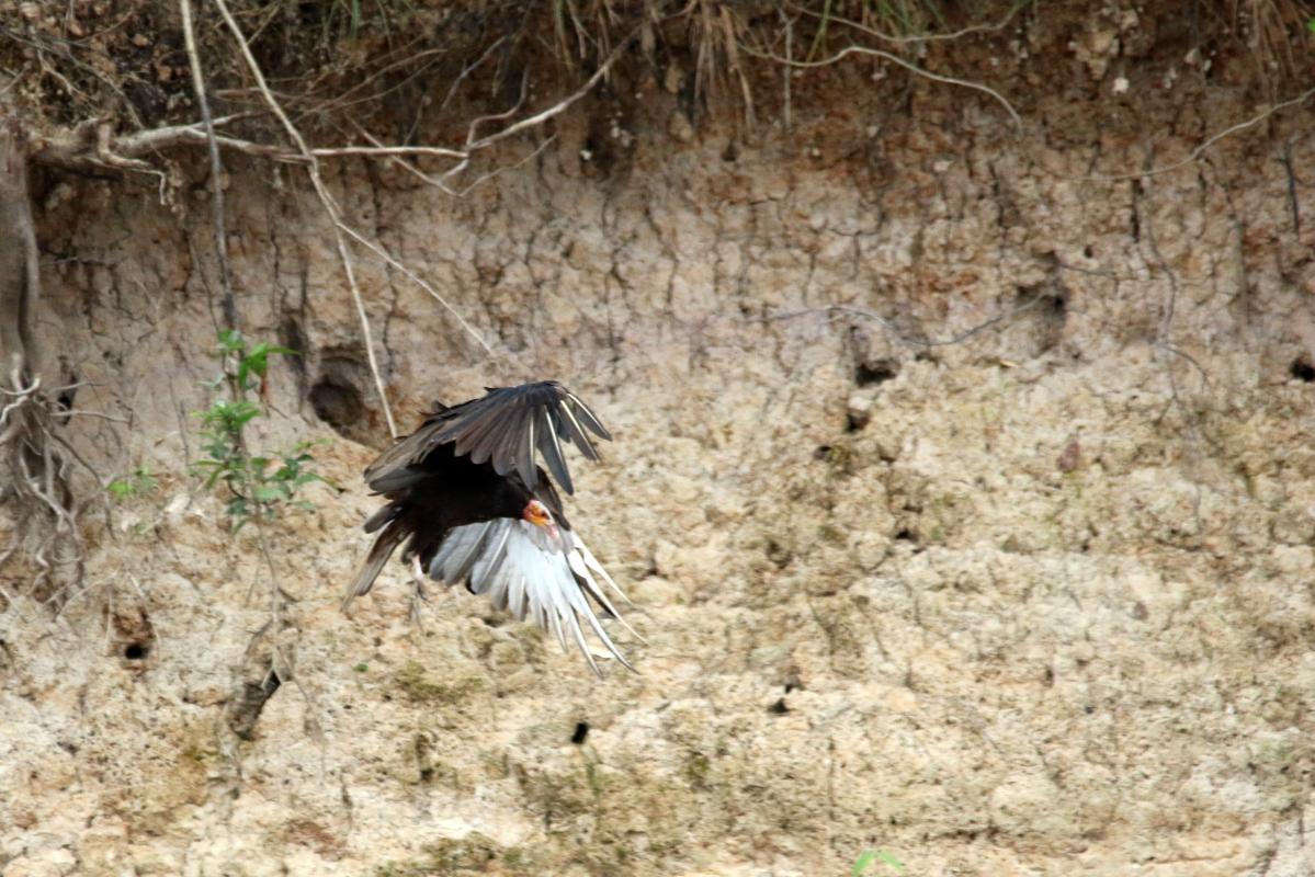 Greater yellow-headed vulture (Cathartes melambrotus), Vía sin nombre, Iquitos, Loreto, Peru, 2015-08-31 Greater yellow-headed vulture (Cathartes melambrotus)