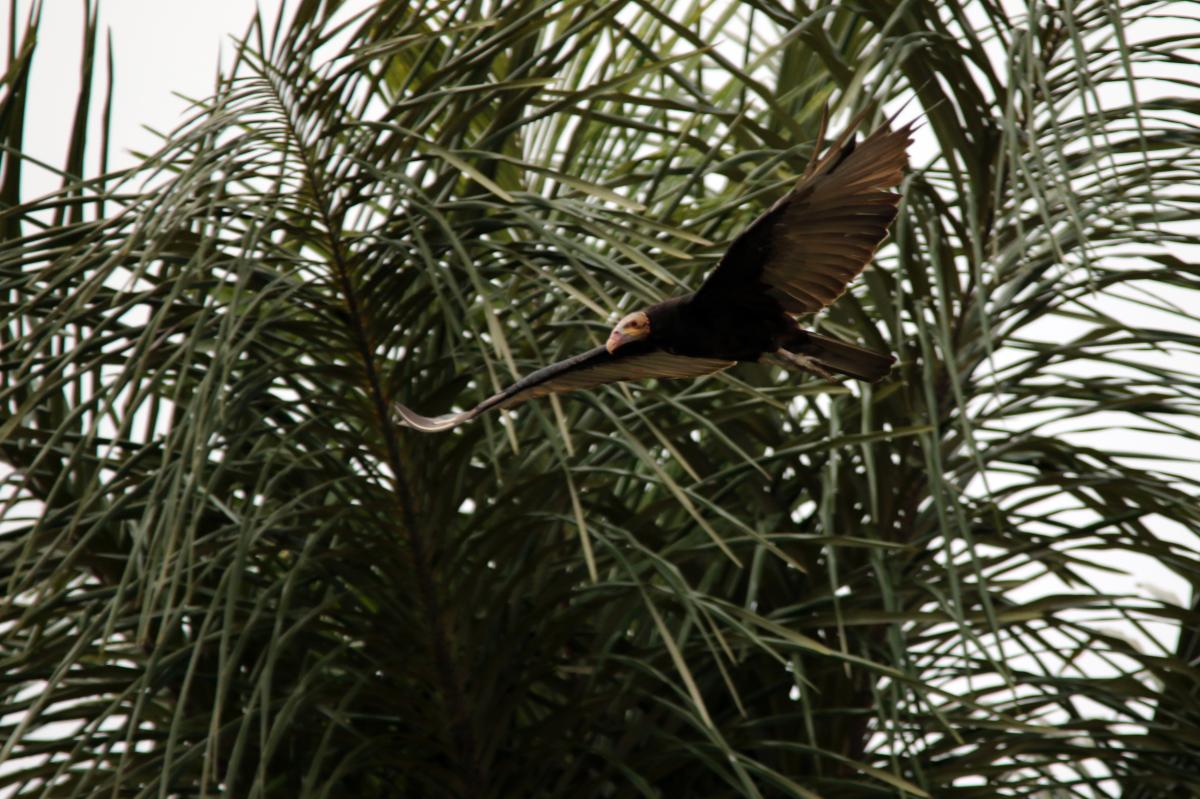 Greater yellow-headed vulture (Cathartes melambrotus), Vía sin nombre, Iquitos, Loreto, Peru, 2015-08-31 Greater yellow-headed vulture (Cathartes melambrotus)