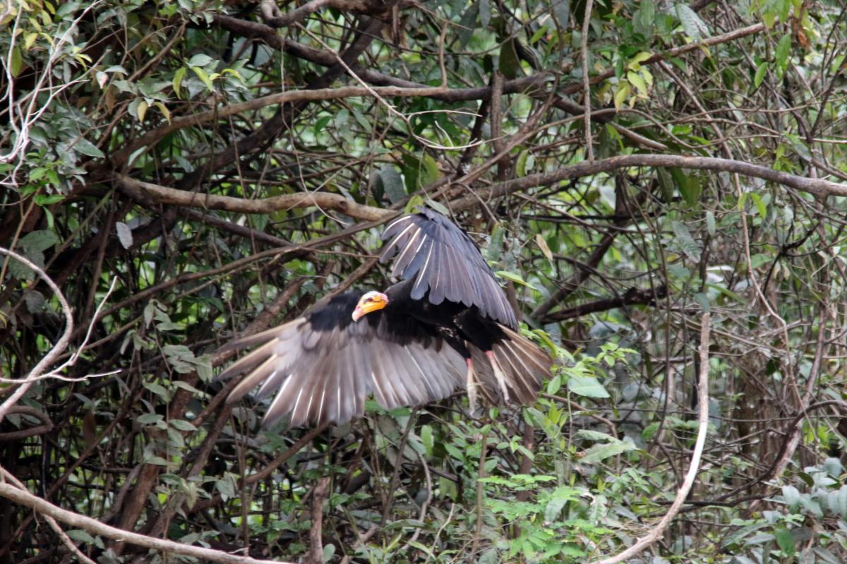 Greater yellow-headed vulture (Cathartes melambrotus), Vía sin nombre, Iquitos, Loreto, Peru, 2015-08-31 Greater yellow-headed vulture (Cathartes melambrotus)