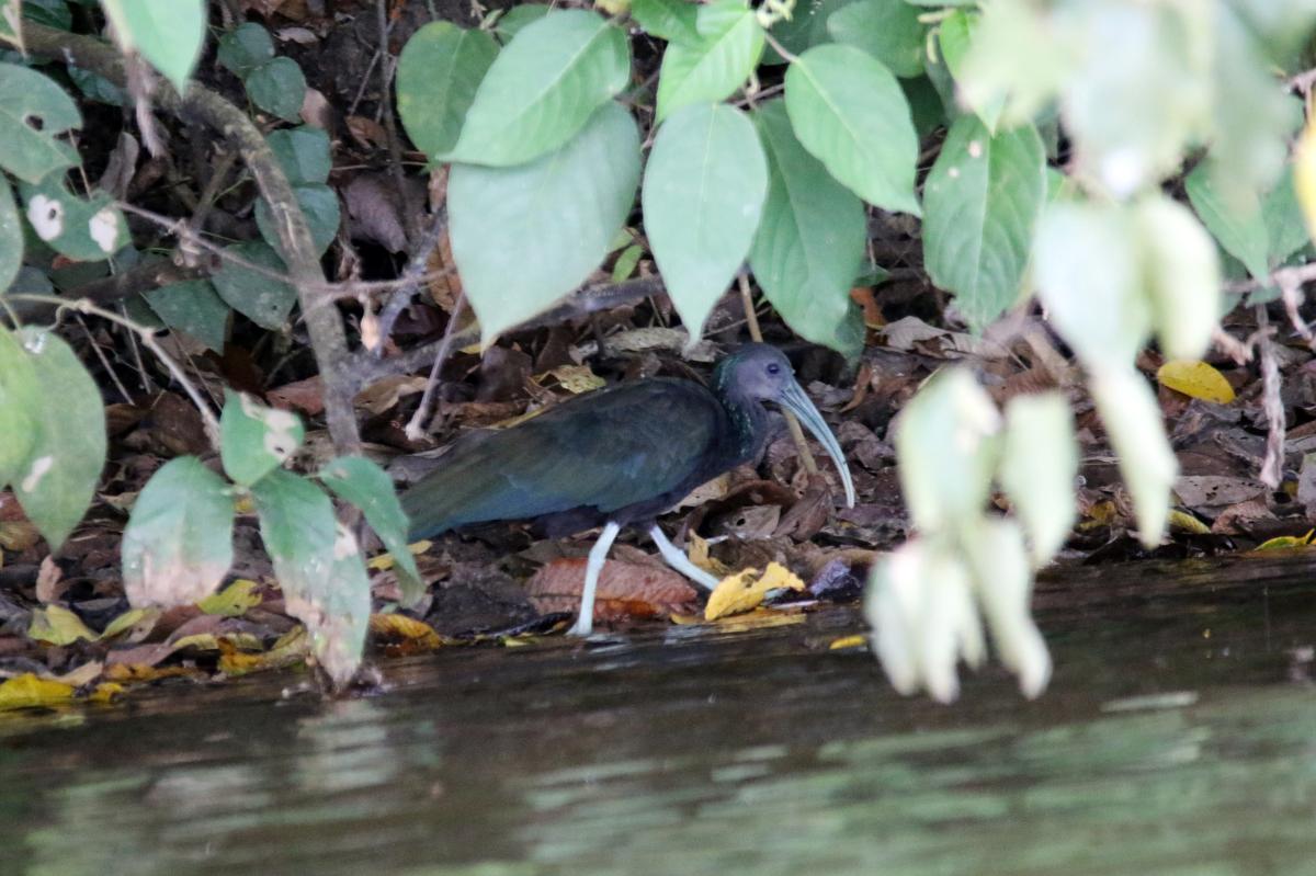 Green ibis (Mesembrinibis cayennensis), Sandoval, Madre de Dios, Peru, 2015-09-11 Green ibis (Mesembrinibis cayennensis)