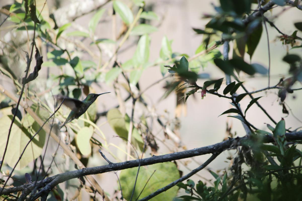 Green violetear (Colibri thalassinus)