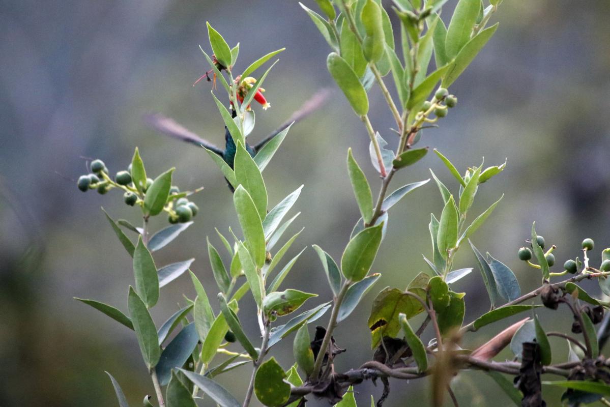 Green violetear (Colibri thalassinus)