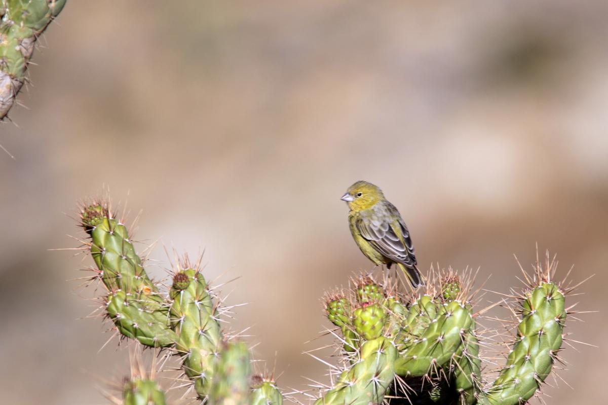 Greenish yellow finch (Sicalis olivascens)