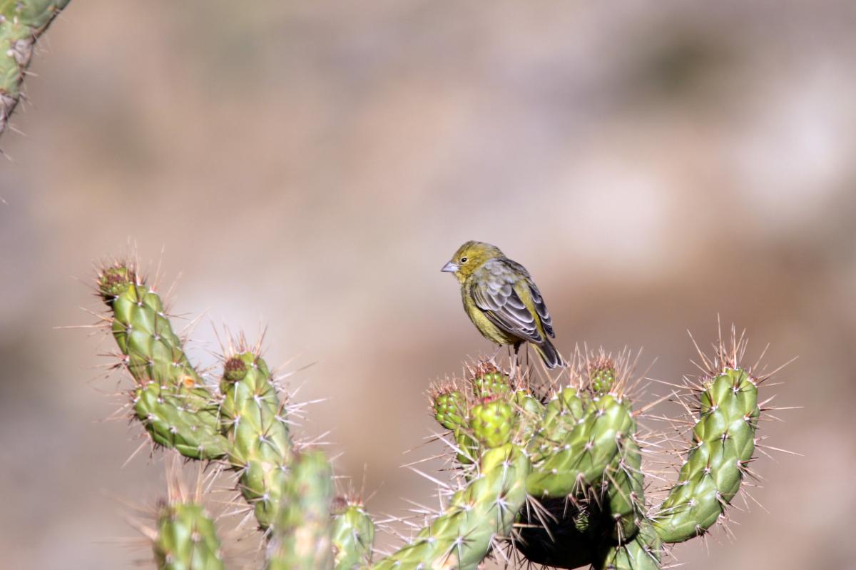 Greenish yellow finch (Sicalis olivascens)