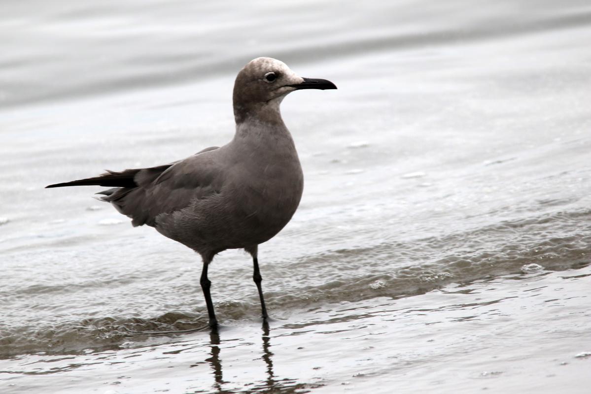 Grey gull (Leucophaeus modestus)