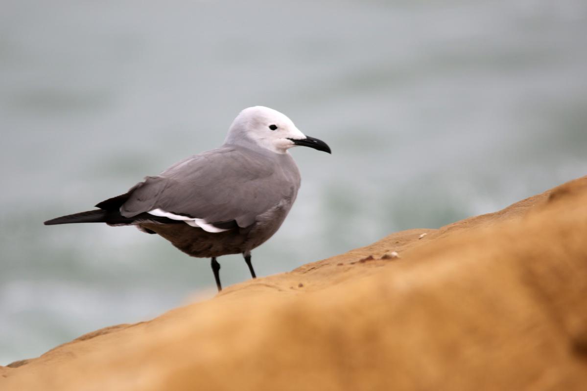 Grey gull (Leucophaeus modestus)