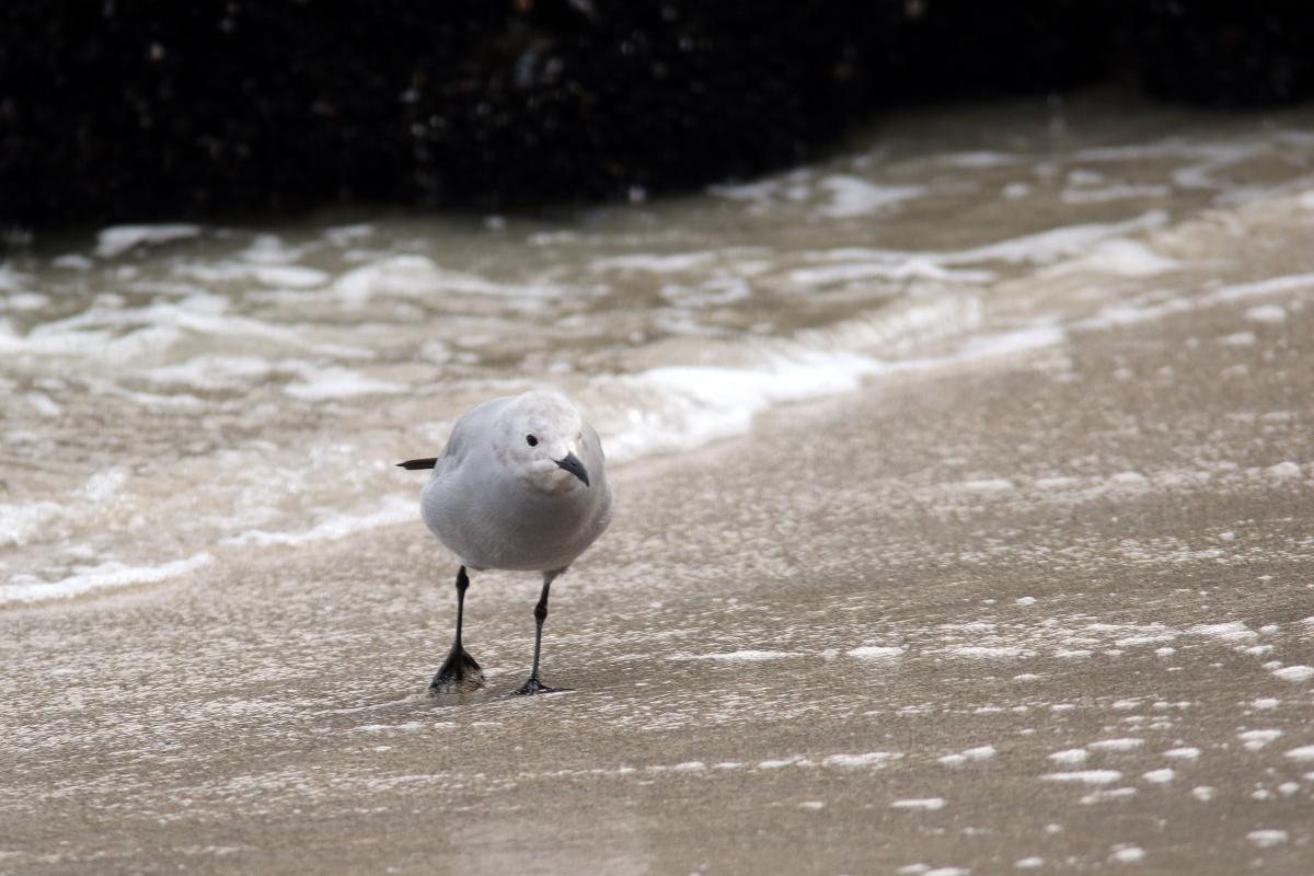Grey gull (Leucophaeus modestus)