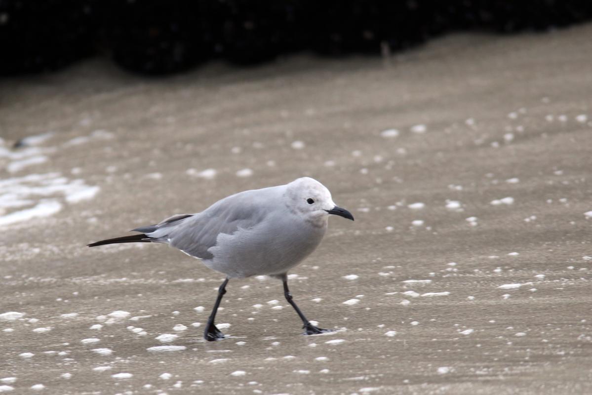 Grey gull (Leucophaeus modestus)