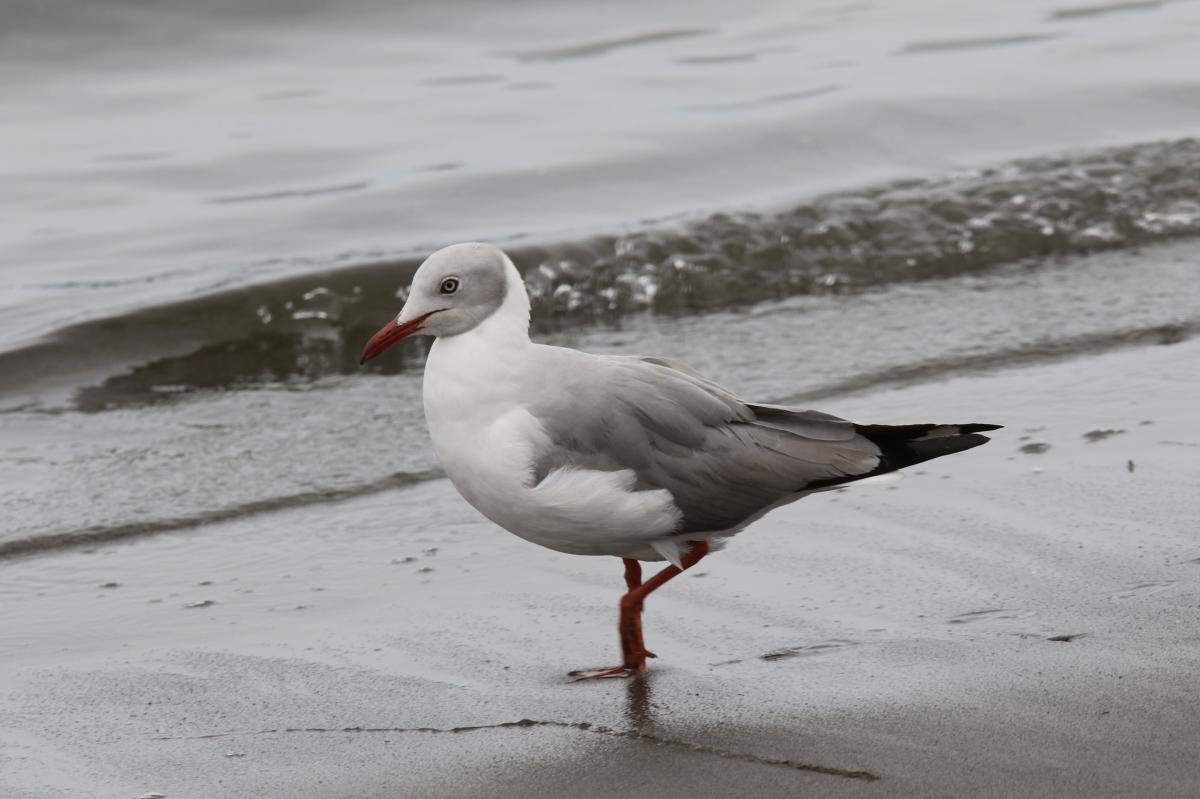 Grey-headed gull (Chroicocephalus cirrocephalus), El Chaco, Paracas, Ica, Peru, 2015-09-17 Grey-headed gull (Chroicocephalus cirrocephalus)
