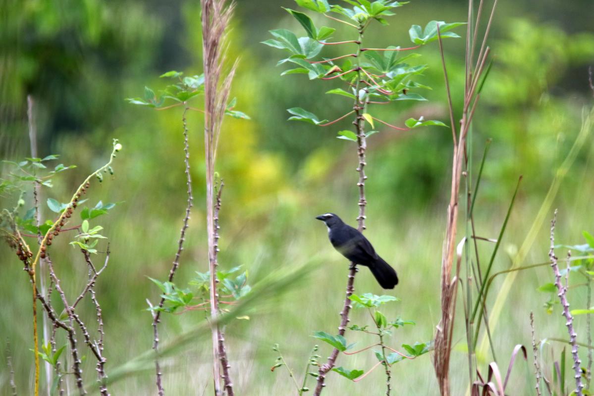 Greyish saltator (Saltator coerulescens)