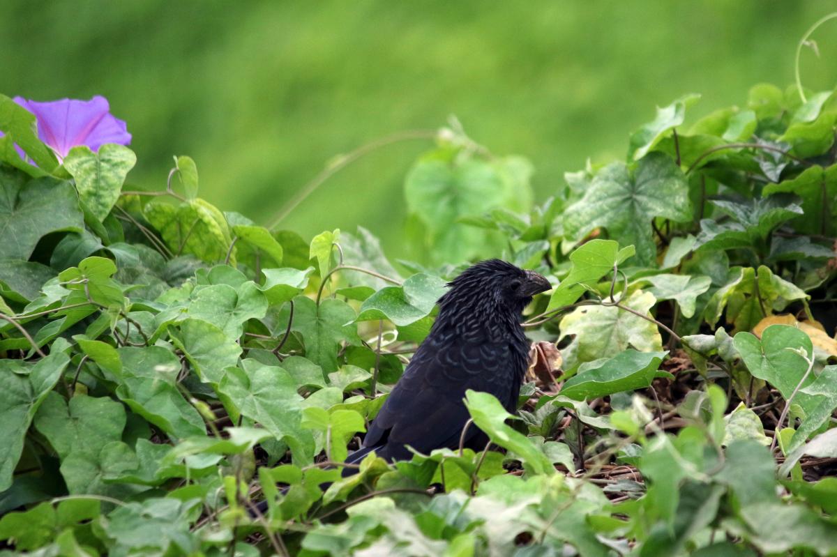 Groove-billed ani (Crotophaga sulcirostris)