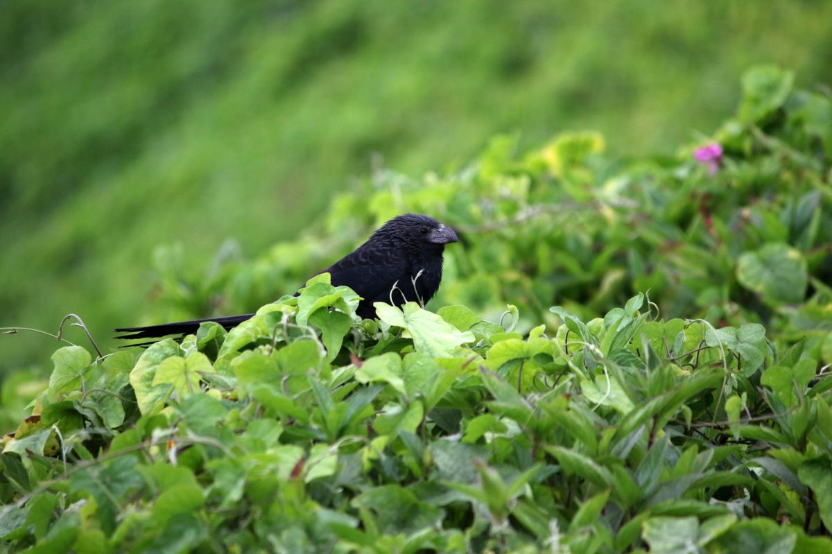 Groove-billed ani (Crotophaga sulcirostris)