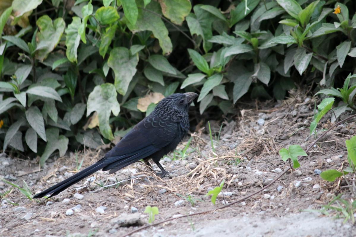 Groove-billed ani (Crotophaga sulcirostris)