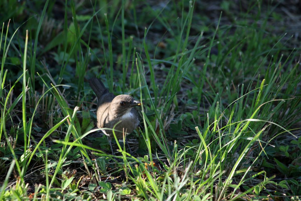 Hauxwell's thrush (Turdus hauxwelli)