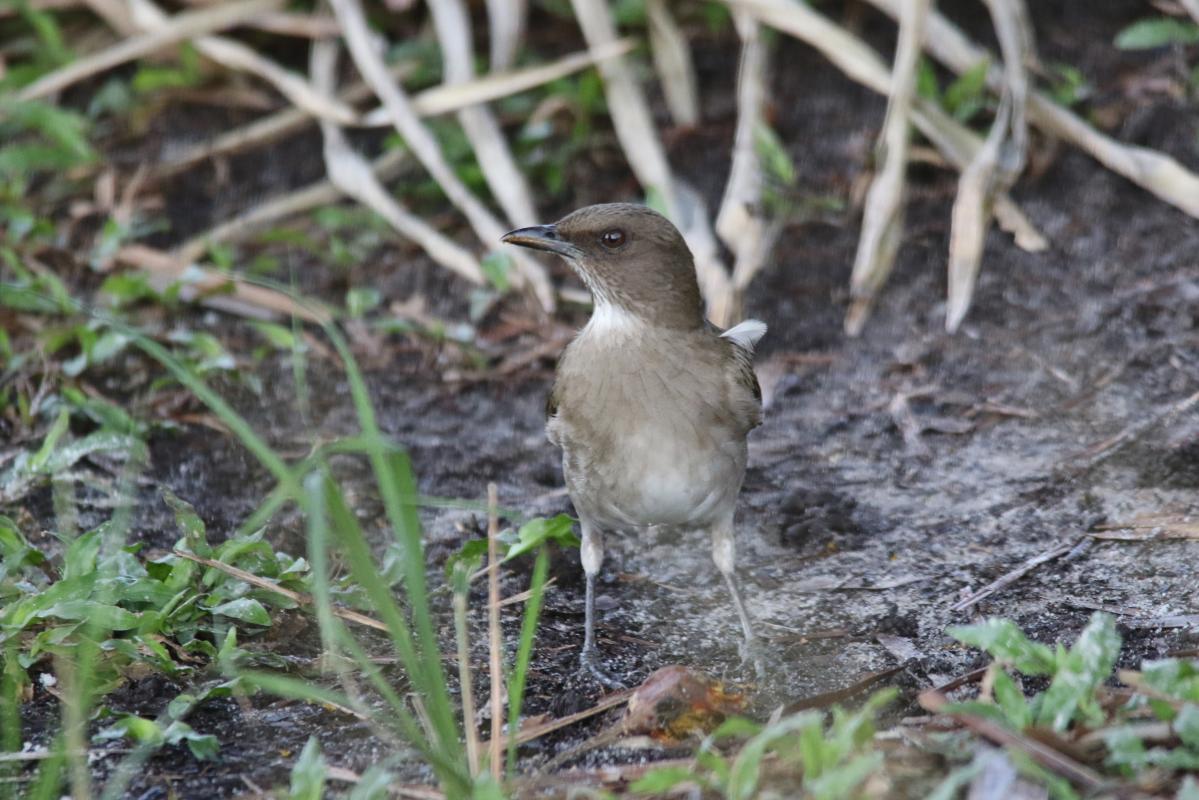 Hauxwell's thrush (Turdus hauxwelli)