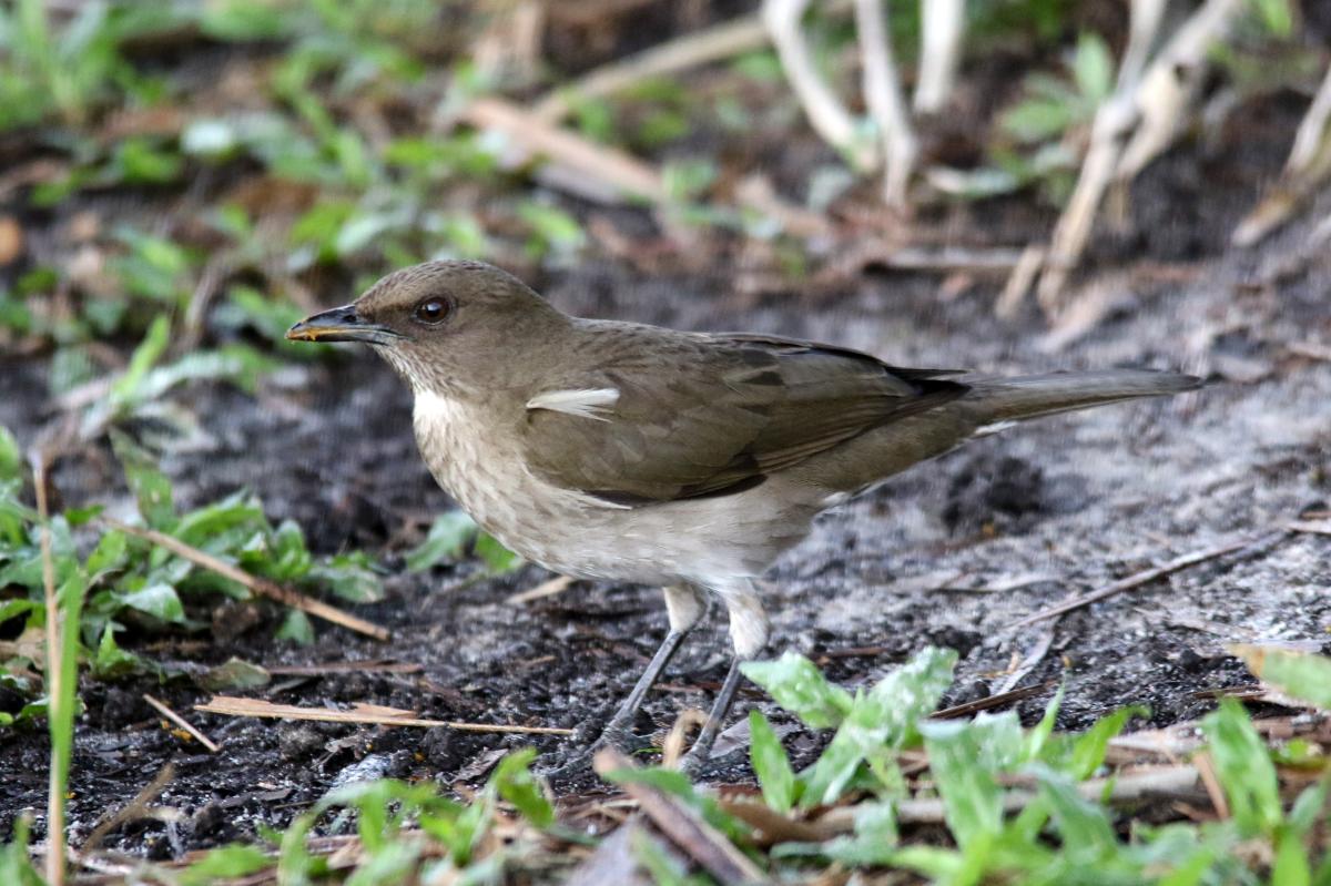 Hauxwell's thrush (Turdus hauxwelli)