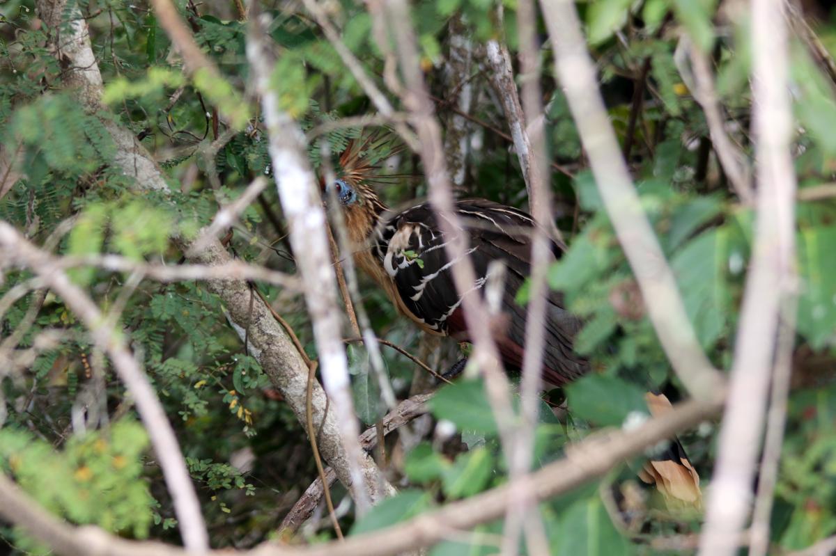 Hoatzin (Opisthocomus hoazin)