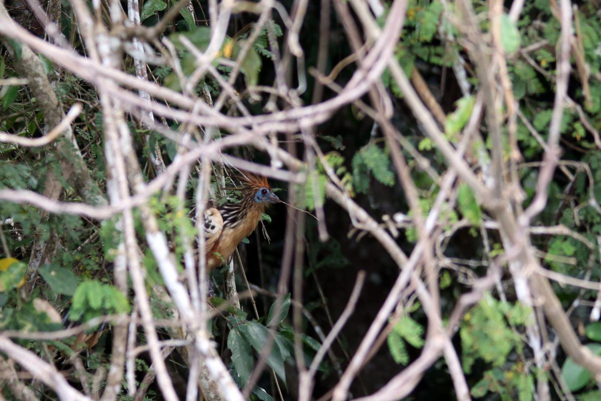 Hoatzin (Opisthocomus hoazin)