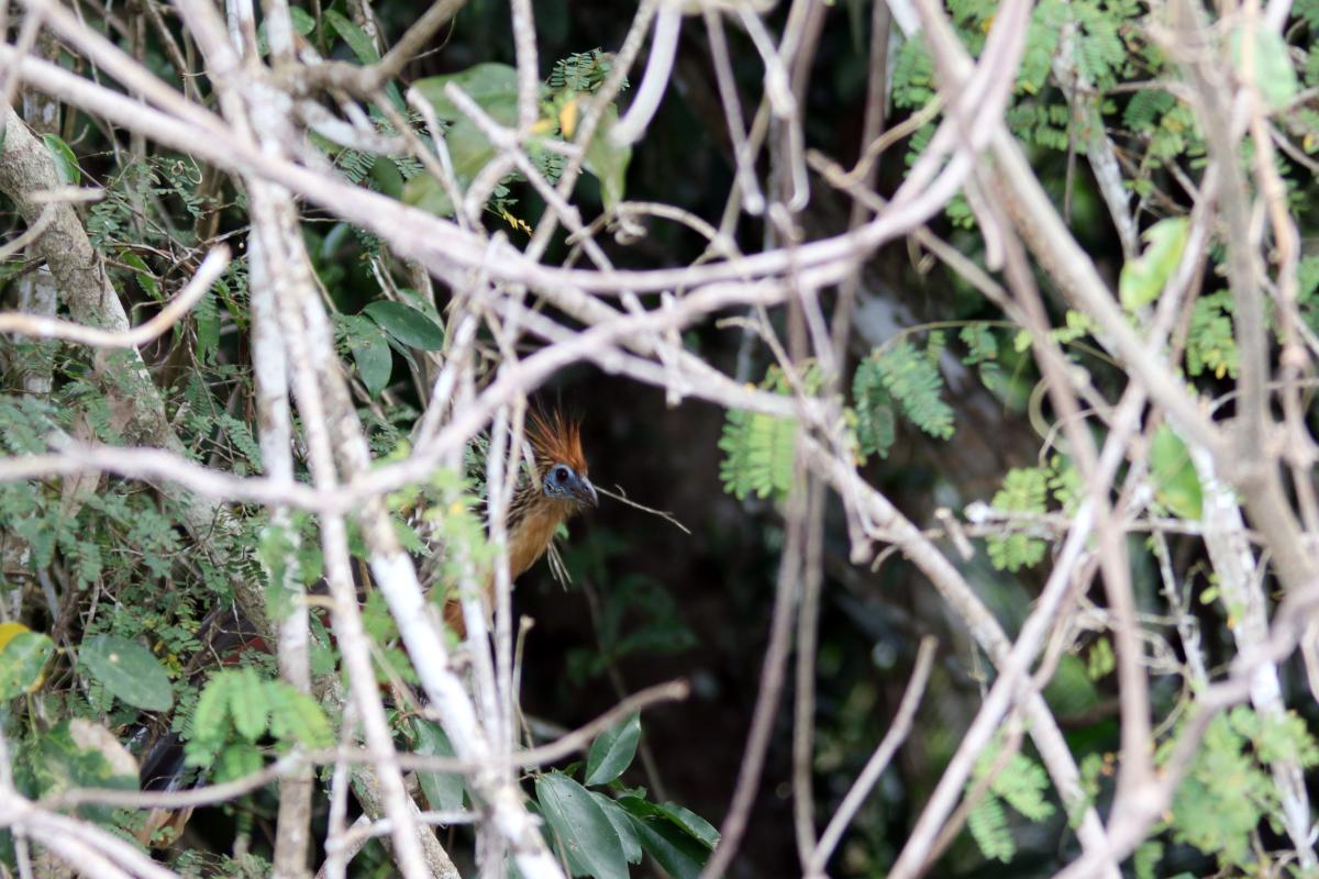 Hoatzin (Opisthocomus hoazin)
