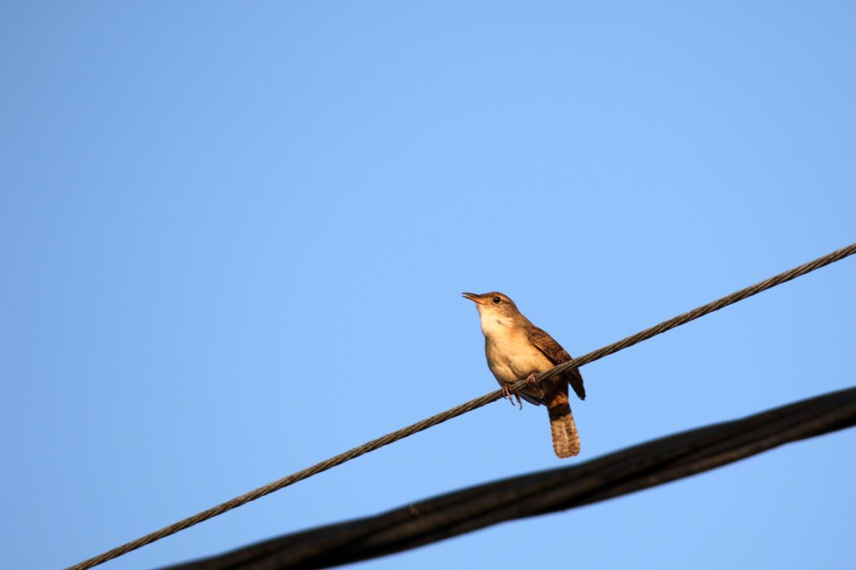 House wren (Troglodytes aedon)