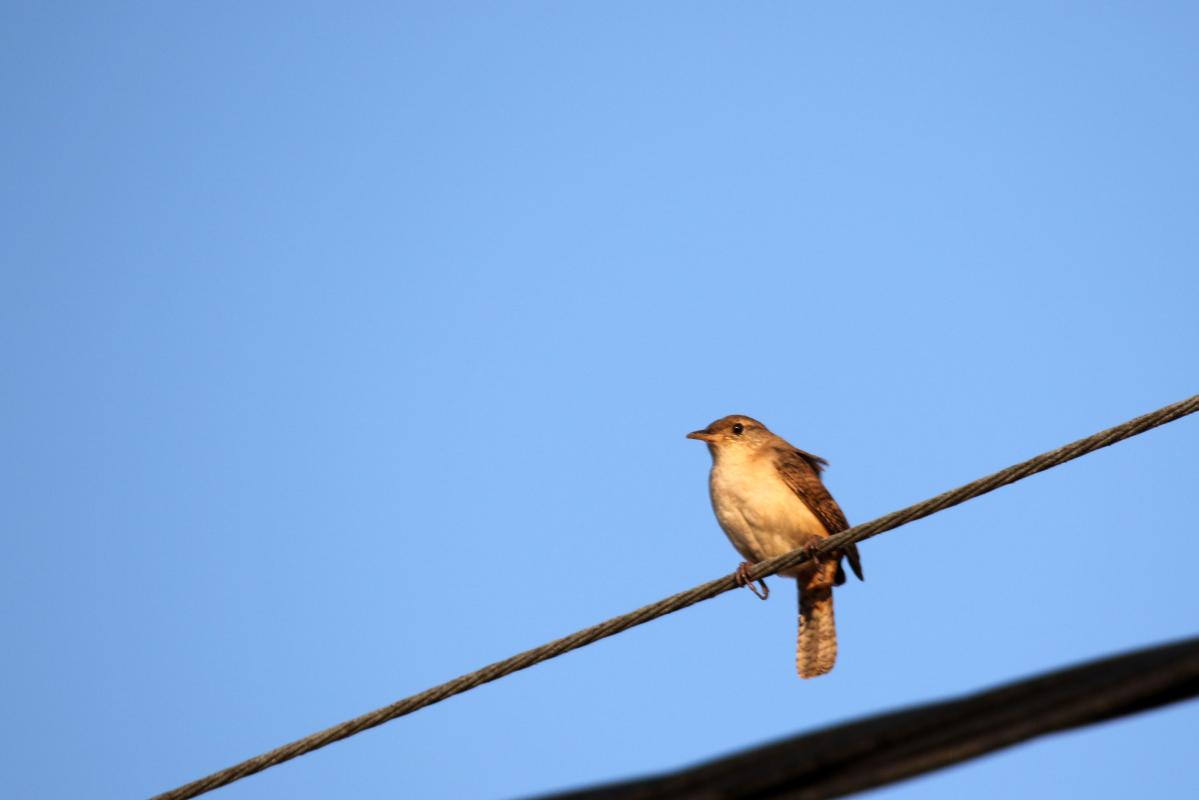 House wren (Troglodytes aedon)