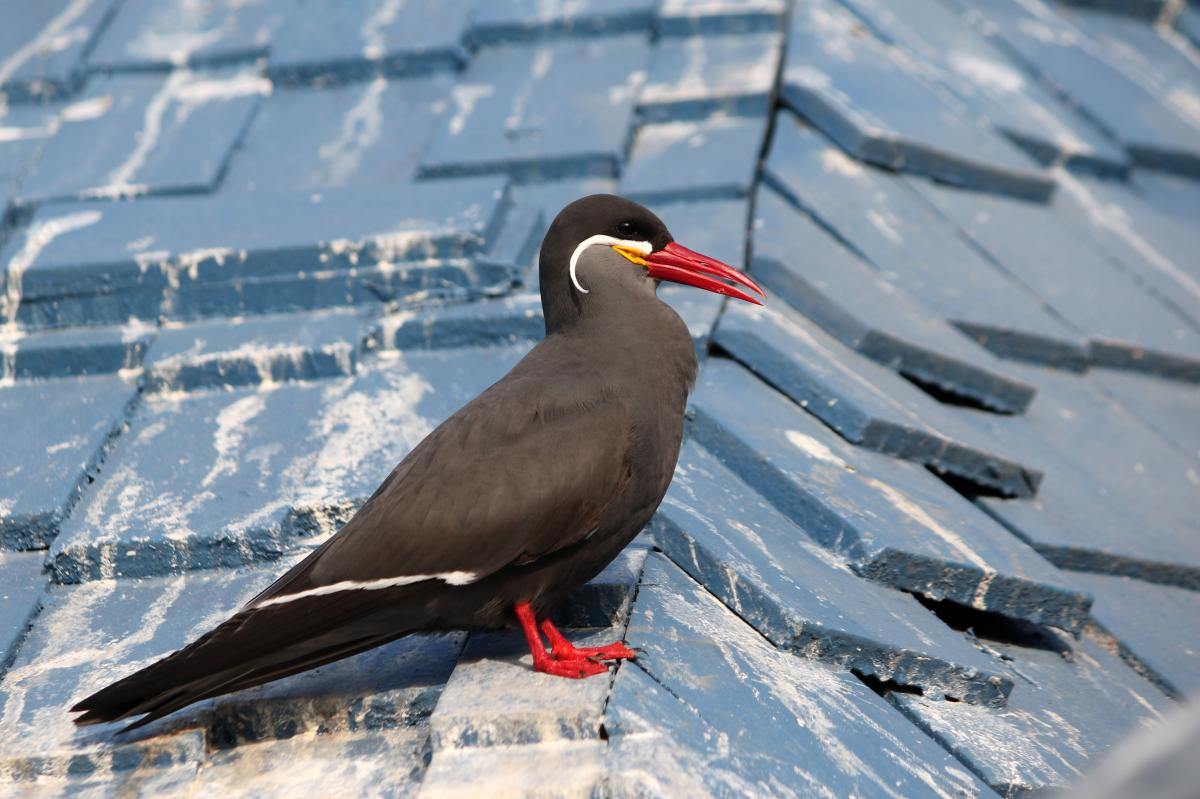 Inca tern (Larosterna inca)