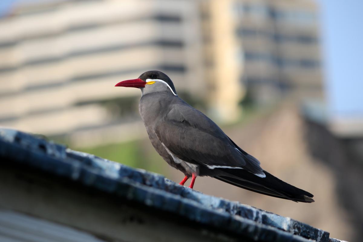 Inca tern (Larosterna inca)