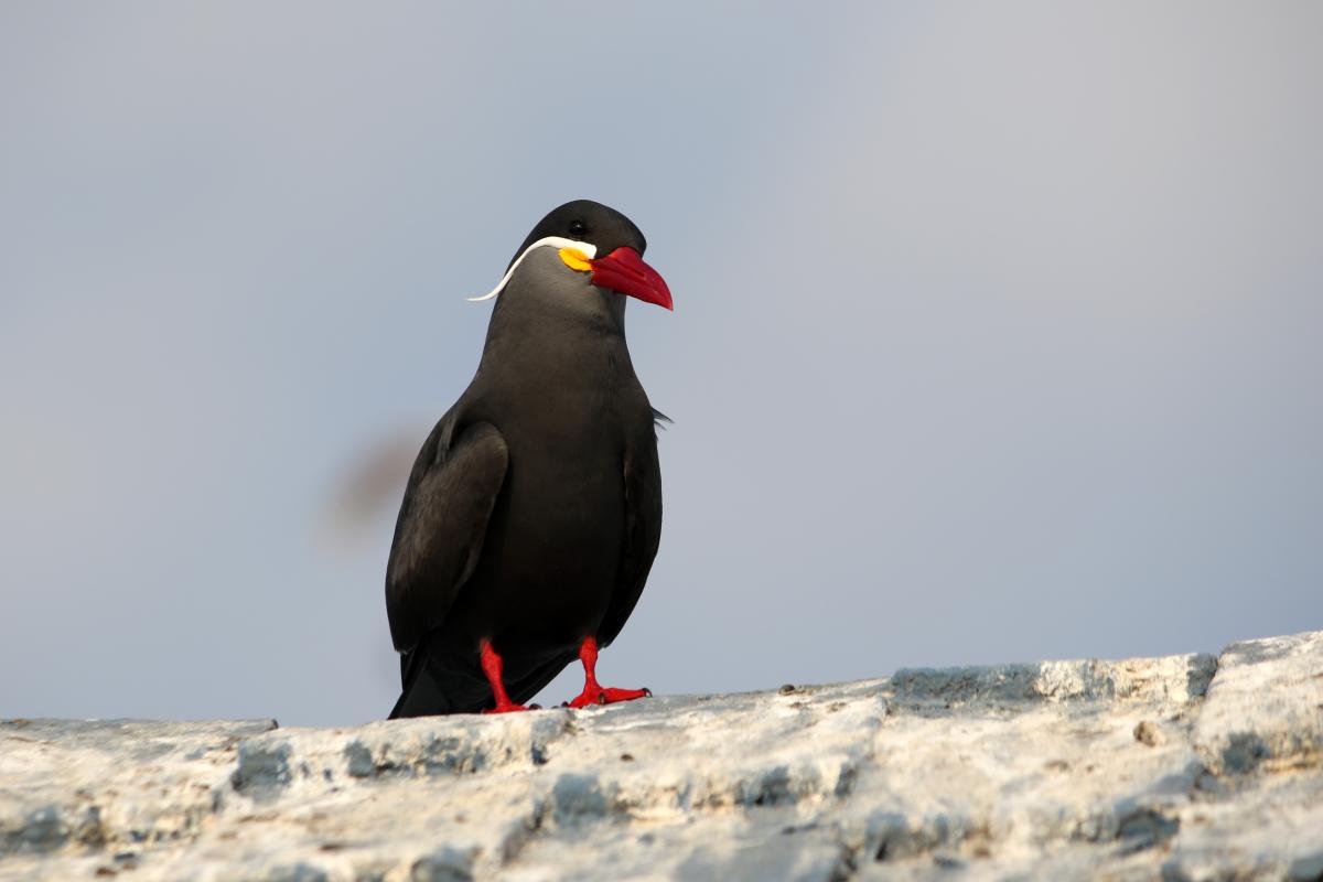 Inca tern (Larosterna inca)