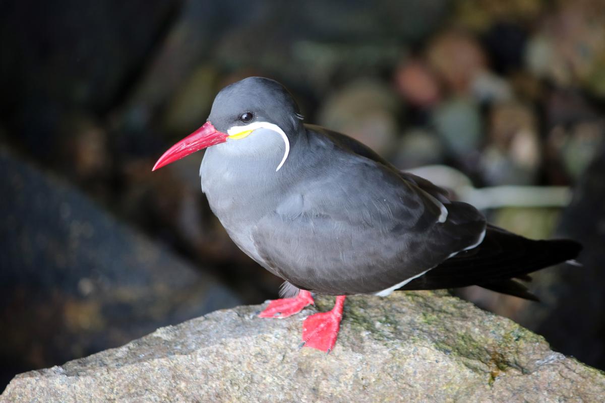 Inca tern (Larosterna inca)