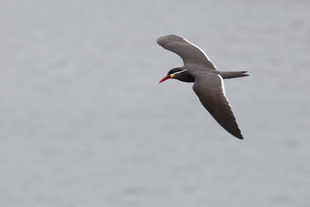 Inca tern (Larosterna inca)