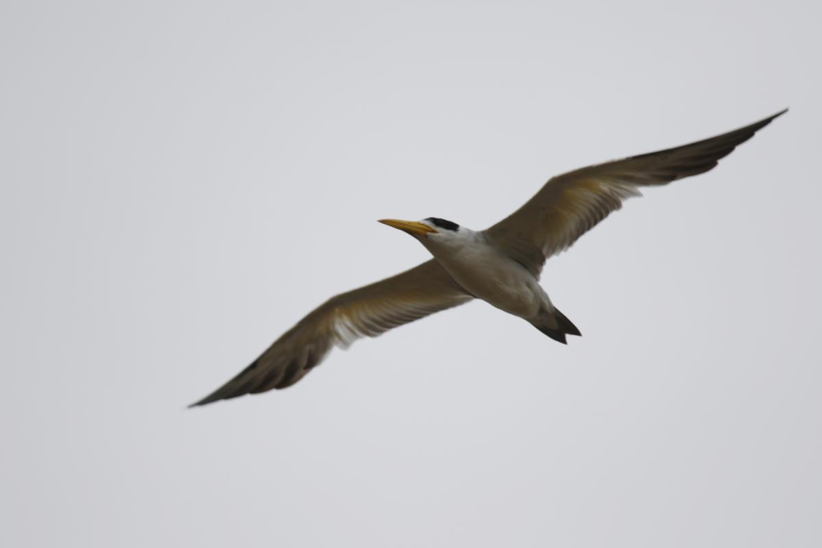 Large-billed tern (Phaetusa simplex)