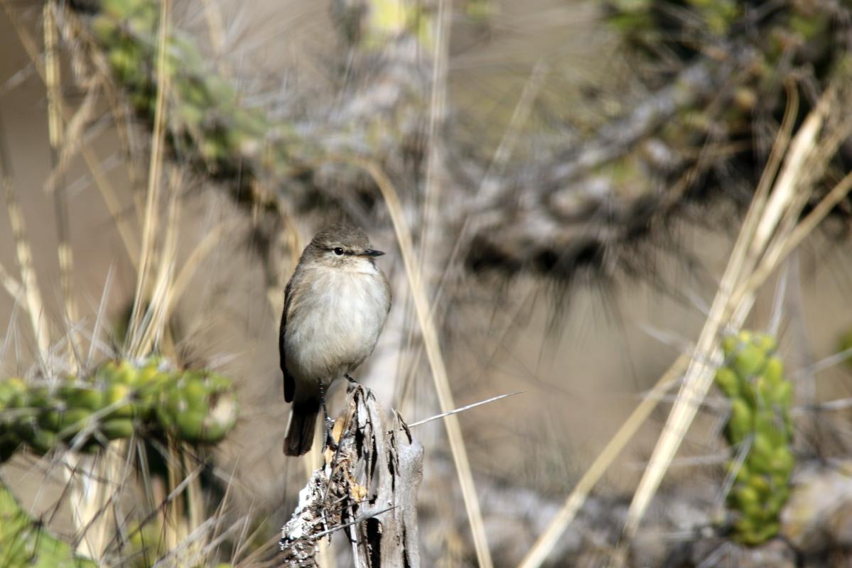 Little ground tyrant (Muscisaxicola fluviatilis), Estacionamiento Cruz del Cóndor, San Juan de Chuccho, Arequipa, Peru, 2015-09-14 Little ground tyrant (Muscisaxicola fluviatilis)