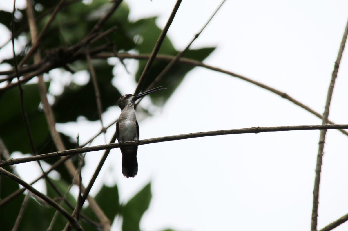 Long-billed starthroat (Heliomaster longirostris), Sandoval, Madre de Dios, Peru, 2015-09-11 Long-billed starthroat (Heliomaster longirostris)