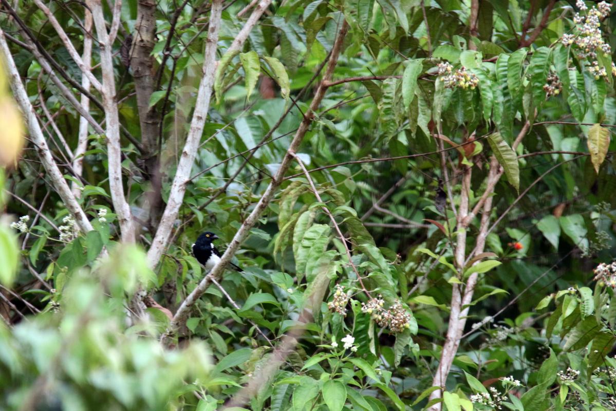 Magpie tanager (Cissopis leveriana)