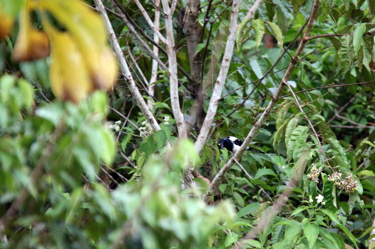 Magpie tanager (Cissopis leveriana)