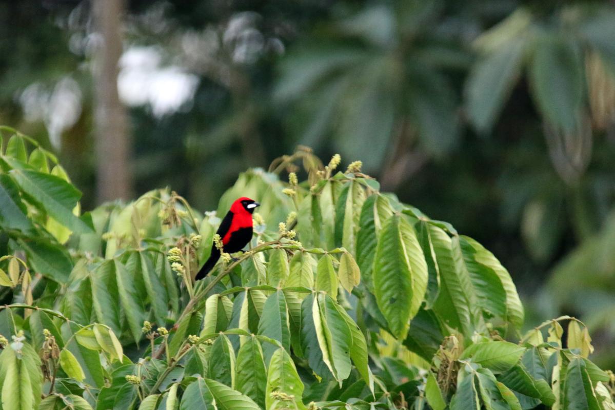 Masked crimson tanager (Ramphocelus nigrogularis), San Luis, Loreto, Peru, 2015-09-01 Masked crimson tanager (Ramphocelus nigrogularis)