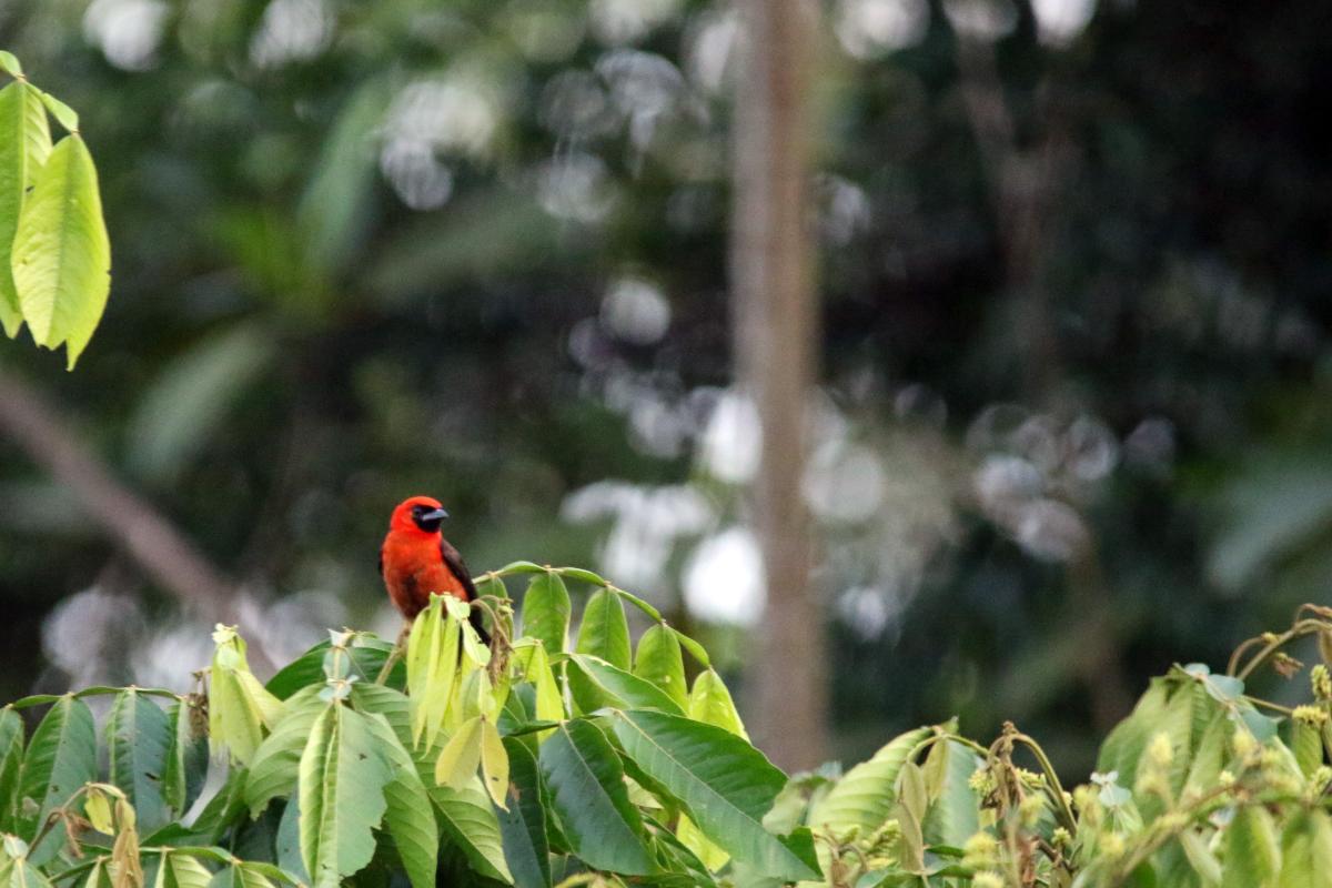 Masked crimson tanager (Ramphocelus nigrogularis), San Luis, Loreto, Peru, 2015-09-01 Masked crimson tanager (Ramphocelus nigrogularis)
