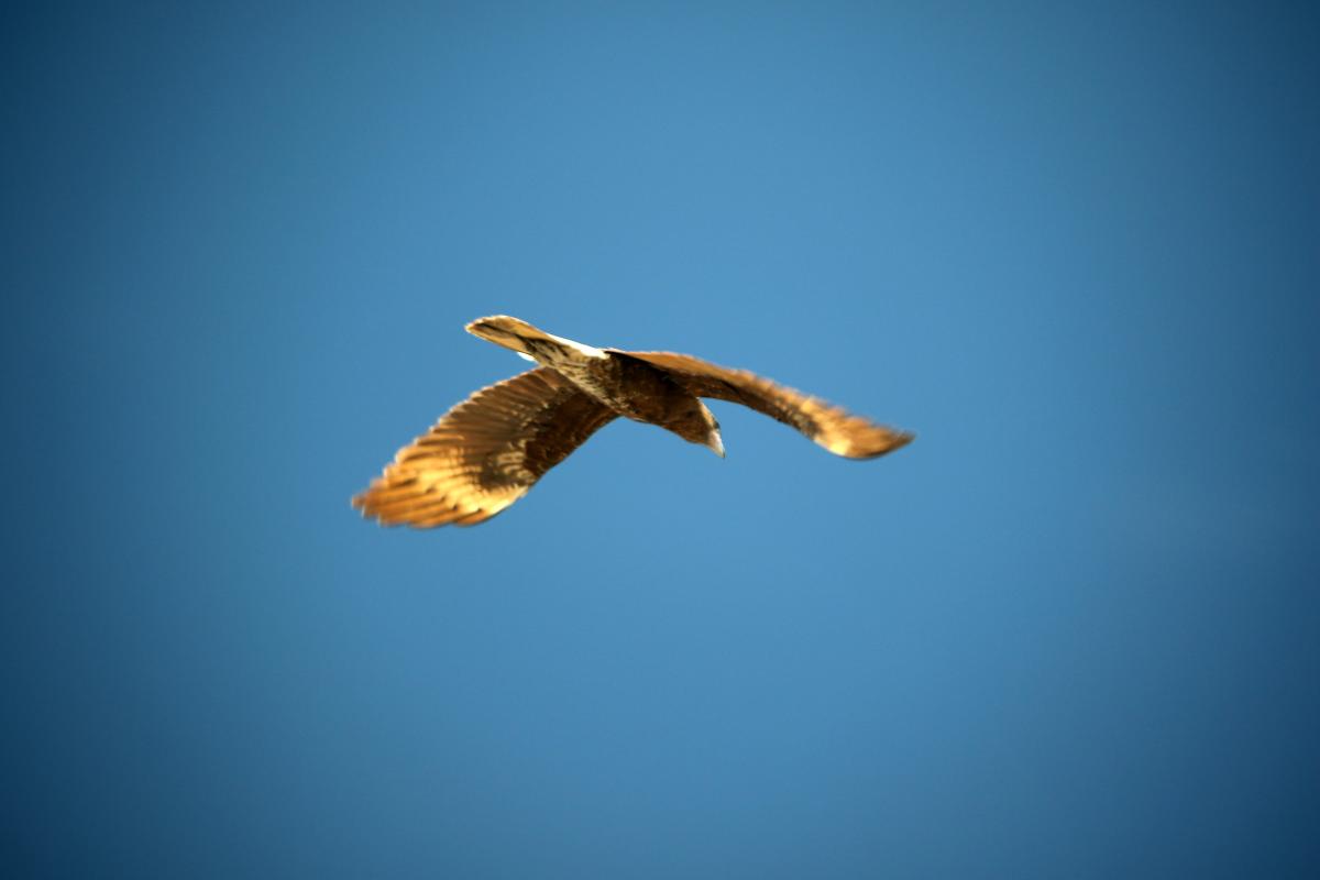 Mountain caracara (Phalcoboenus megalopterus), 34A, Caylloma, Arequipa, Peru, 2015-09-14 Mountain caracara (Phalcoboenus megalopterus)