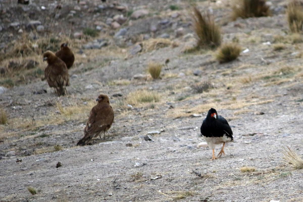 Mountain caracara (Phalcoboenus megalopterus), Carretera Interoceanica, Lanlacuni Bajo, Puno, Peru, 2015-09-12 Mountain caracara (Phalcoboenus megalopterus)