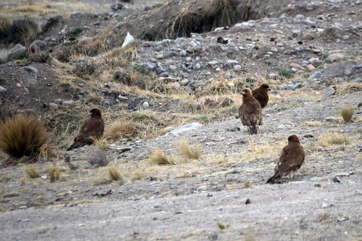 Mountain caracara (Phalcoboenus megalopterus), Carretera Interoceanica, Lanlacuni Bajo, Puno, Peru, 2015-09-12 Mountain caracara (Phalcoboenus megalopterus)